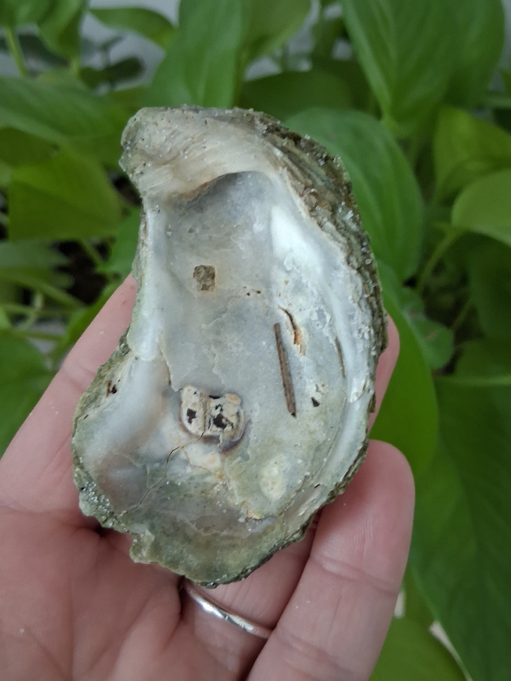 Natural Oyster Shell with Iridescent Inner Luster